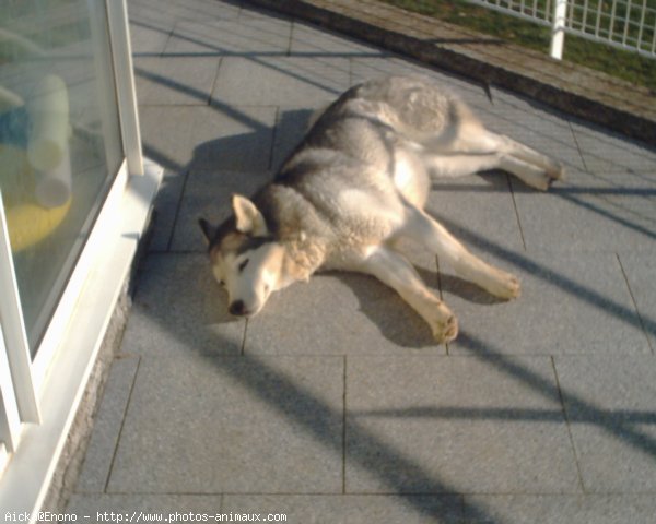 Photo de Husky siberien