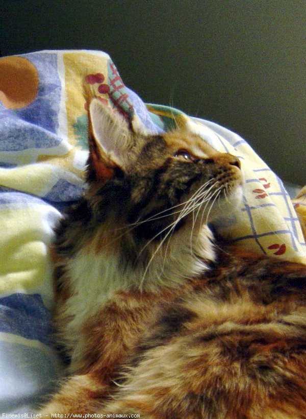 Photo de Maine coon