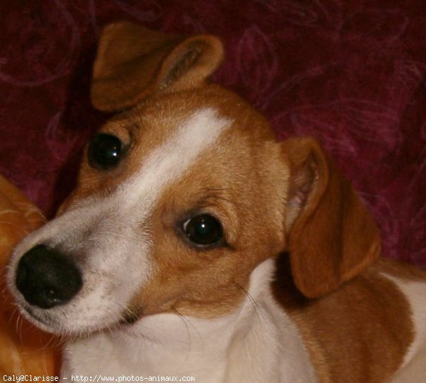 Photo de Jack russell terrier