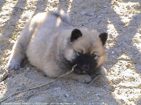 Photo d'Eurasier