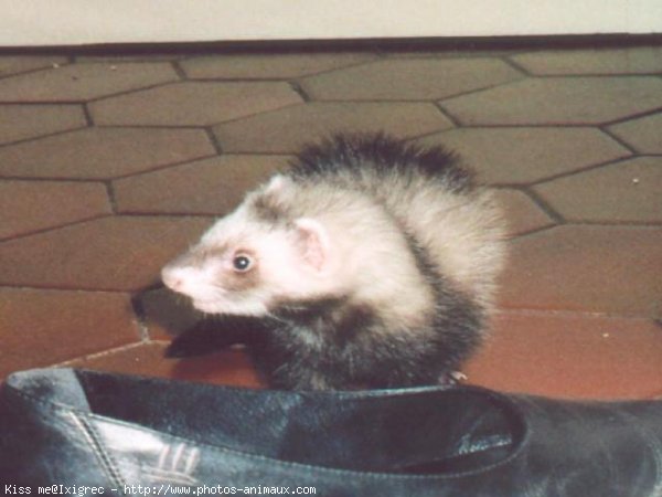 Photo de Furet