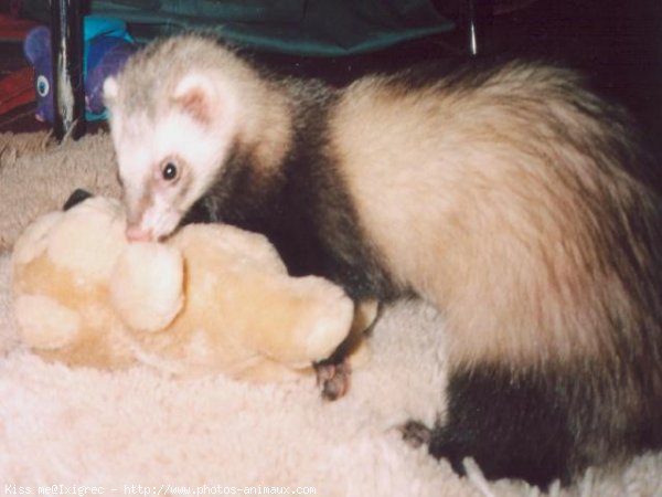 Photo de Furet