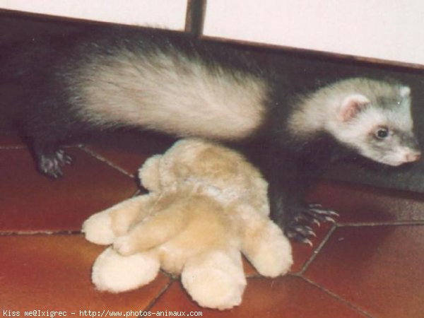 Photo de Furet