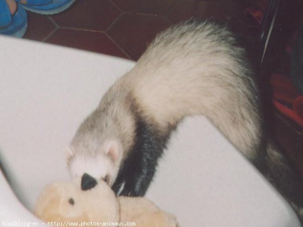 Photo de Furet