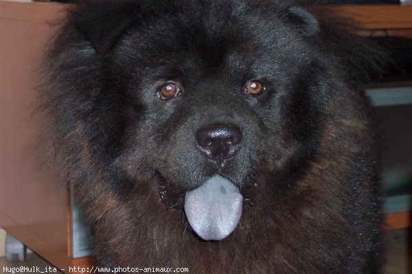 Photo de Chow chow