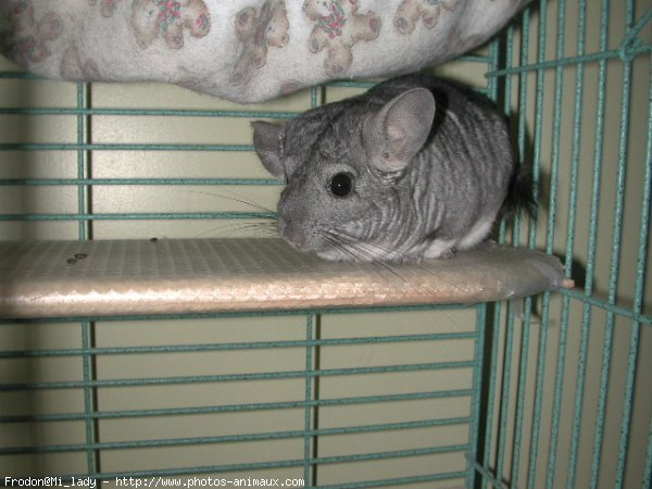 Photo de Chinchilla