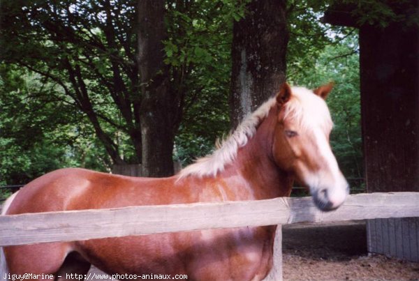 Photo de Poney franais de selle