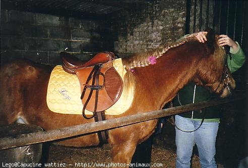 Photo de Haflinger