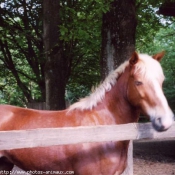 Photo de Poney franais de selle