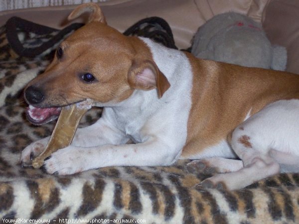 Photo de Jack russell terrier