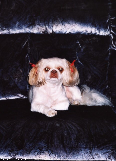 Photo de Shih tzu