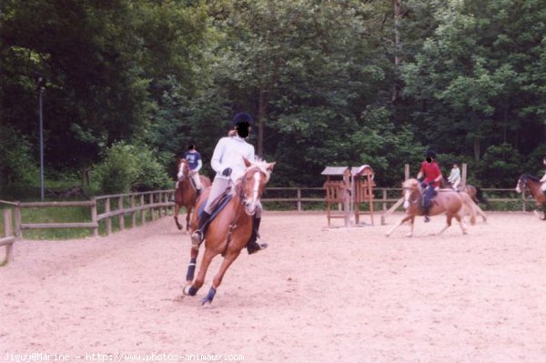 Photo de Poney franais de selle