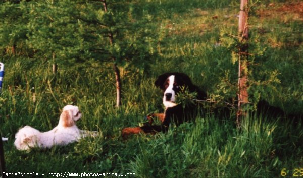 Photo de Shih tzu