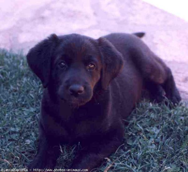 Photo de Labrador retriever