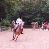 Photo de Poney franais de selle