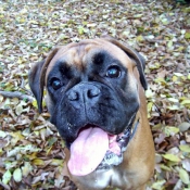 Photo de Boxer