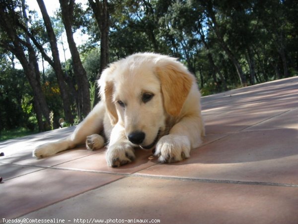 Photo de Golden retriever