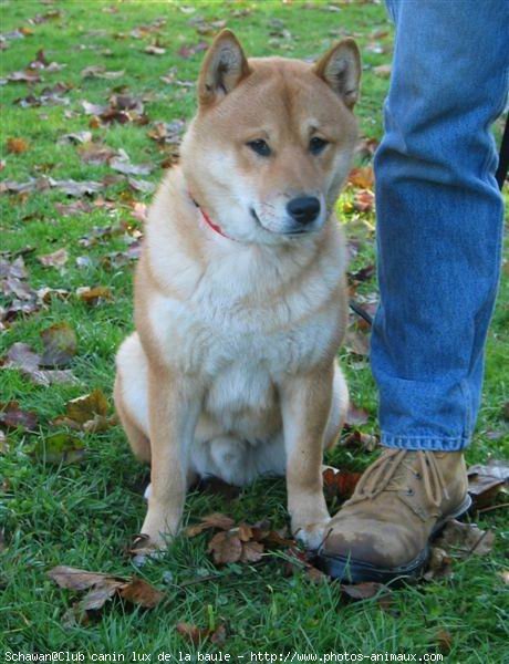 Photo de Shiba