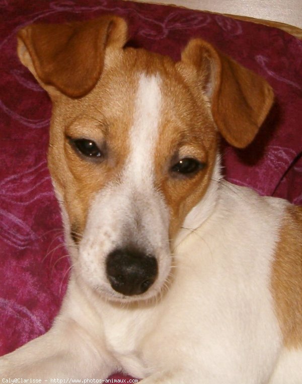 Photo de Jack russell terrier