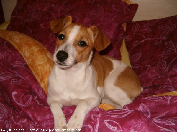 Photo de Jack russell terrier