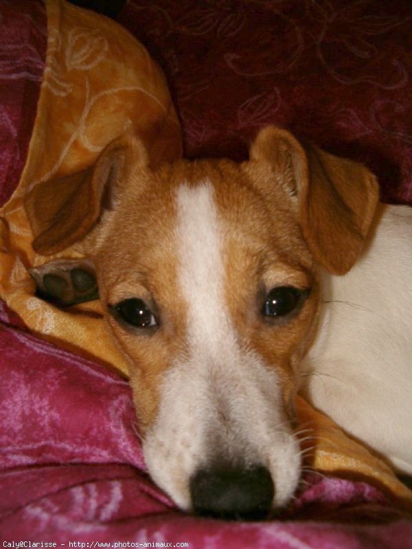 Photo de Jack russell terrier