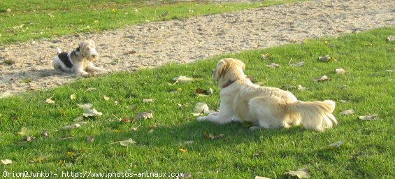 Photo de Fox terrier  poil dur