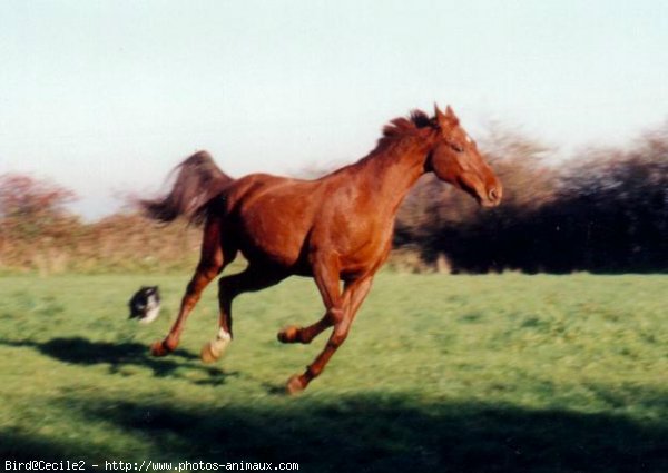 Photo de Selle franais