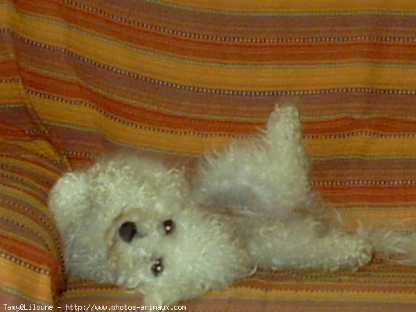 Photo de Bichon  poil fris