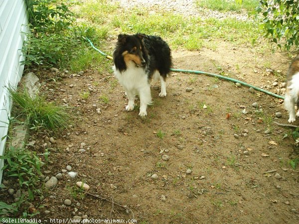 Photo de Chien de berger des shetland