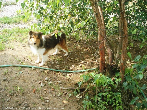 Photo de Chien de berger des shetland