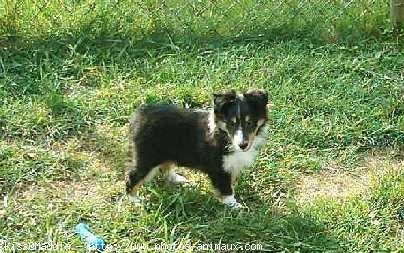 Photo de Chien de berger des shetland