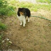 Photo de Chien de berger des shetland