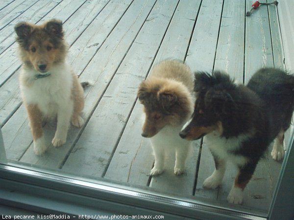 Photo de Chien de berger des shetland