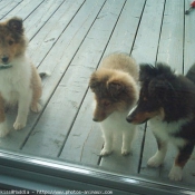 Photo de Chien de berger des shetland