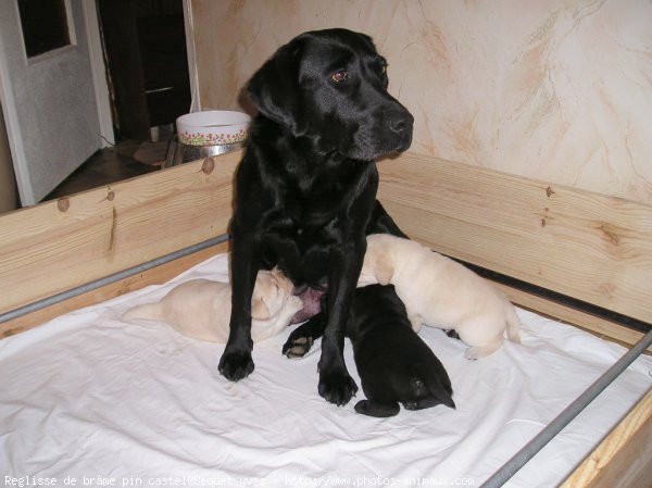 Photo de Labrador retriever