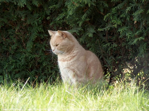 Photo de British shorthair