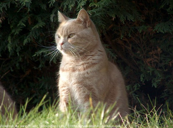 Photo de British shorthair