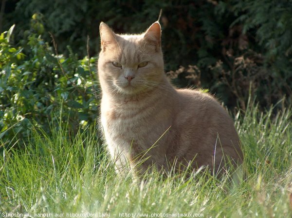 Photo de British shorthair