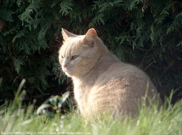 Photo de British shorthair