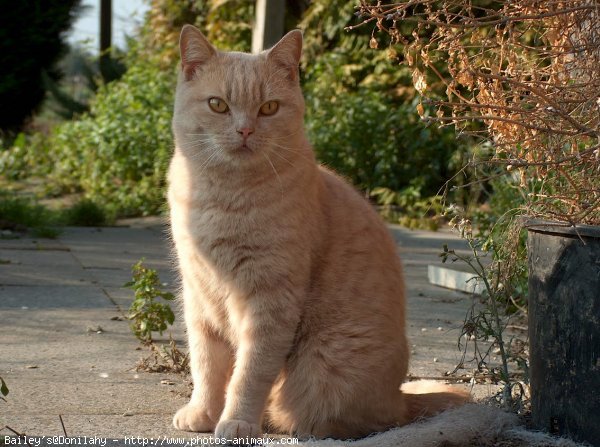 Photo de British shorthair