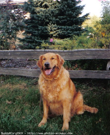 Photo de Golden retriever