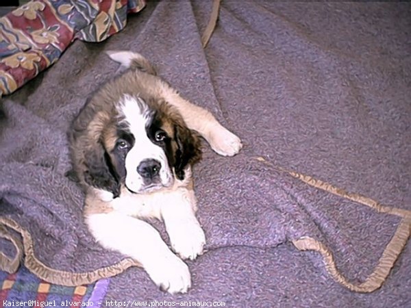 Photo de Saint-bernard poil long