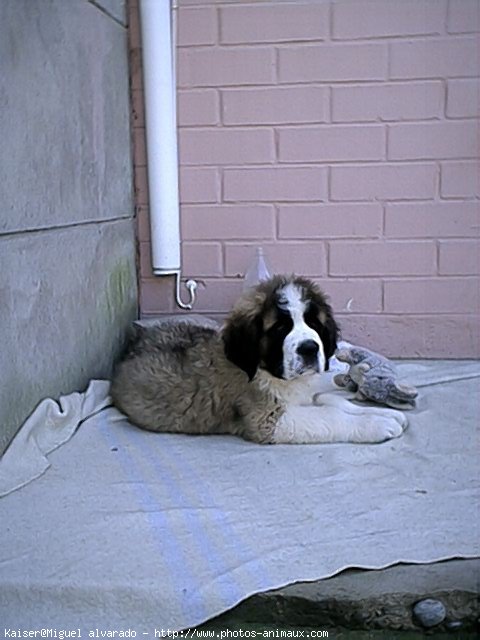 Photo de Saint-bernard poil long