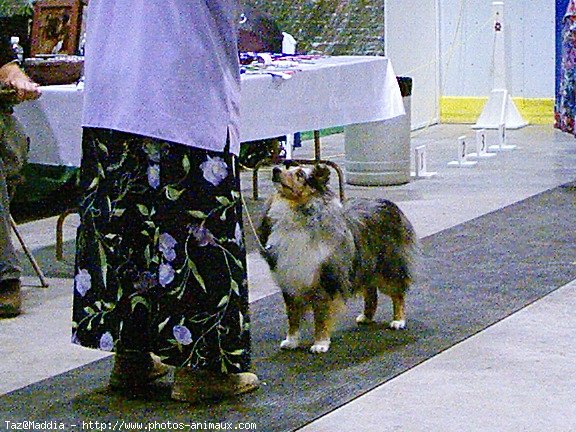 Photo de Chien de berger des shetland