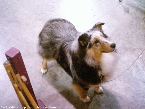 Photo de Chien de berger des shetland