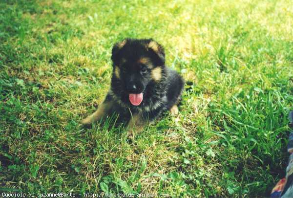 Photo de Berger allemand  poil court