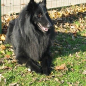 Photo de Berger belge groenendael