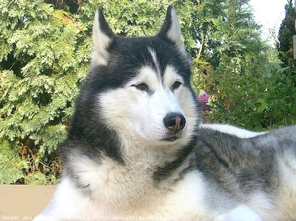 Photo de Husky siberien