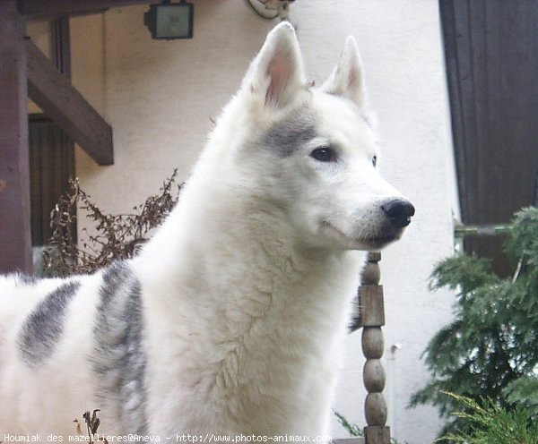 Photo de Husky siberien