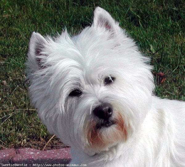 Photo de West highland white terrier